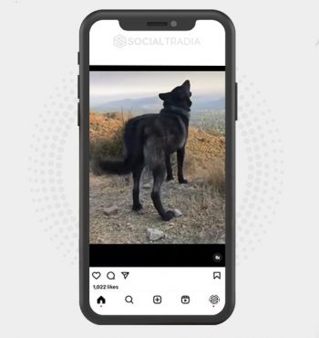 buy Instagram account Wolves Gather (75.8 k Followers)