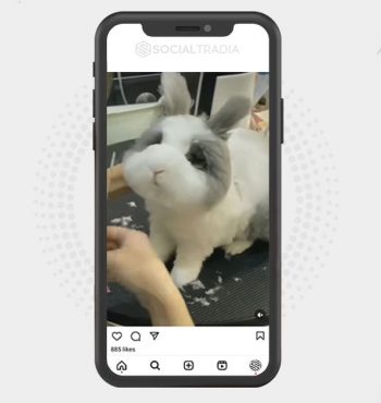 buy Instagram account Rabbits Nice (18.9 k Followers)