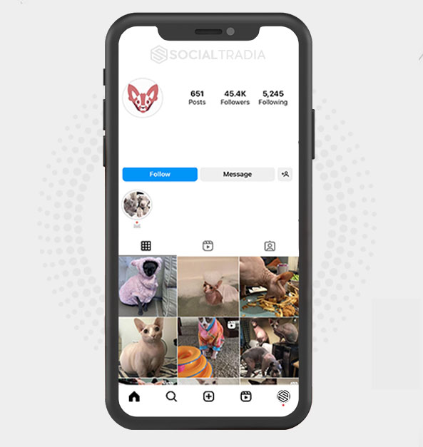 buy Instagram account Sphynx Cat (45.4 k Followers) buy Instagram account Sphynx Cat (45.4 k Followers)