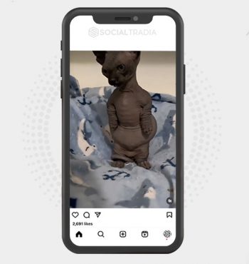buy Instagram account Sphynx Cat (45.4 k Followers)