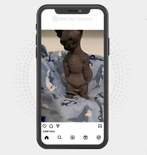 buy Instagram account Sphynx Cat (45.4 k Followers) buy Instagram account Sphynx Cat (45.4 k Followers)
