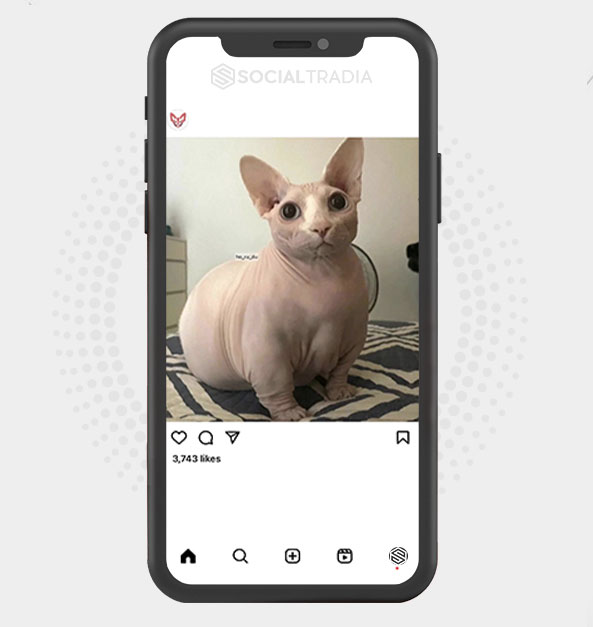 buy Instagram account Sphynx Cat (45.4 k Followers) buy Instagram account Sphynx Cat (45.4 k Followers)