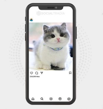 buy Instagram account Kitten Case (30 k Followers)
