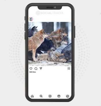 buy Instagram account Wolves Club (89.9 k Followers)