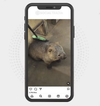 buy Instagram account Wombat Page (45.9 k Followers)