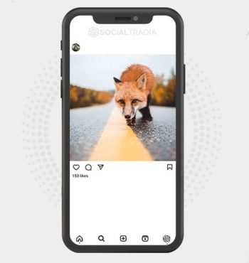 buy Instagram account Fox Mag (2.4 k Followers)