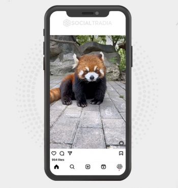 buy Instagram account Redpanda Class (19.9 k Followers)