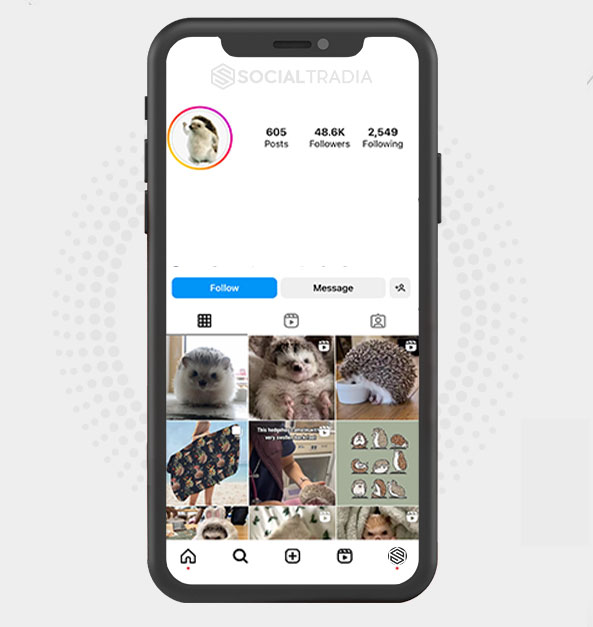 Instagram account Hedgehog Mag (48.6 k Followers)
