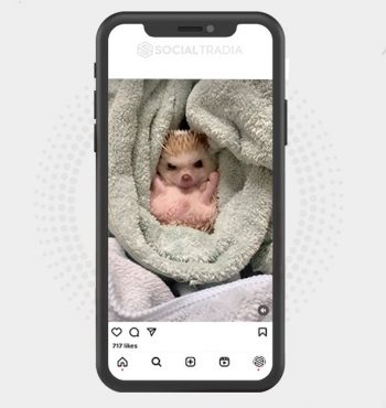 buy Instagram account Hedgehog Mag (48.6 k Followers)