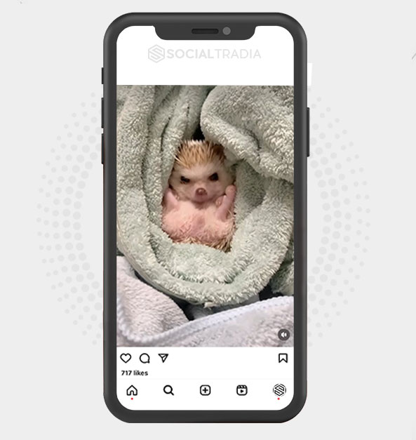 Instagram account Hedgehog Mag (48.6 k Followers)