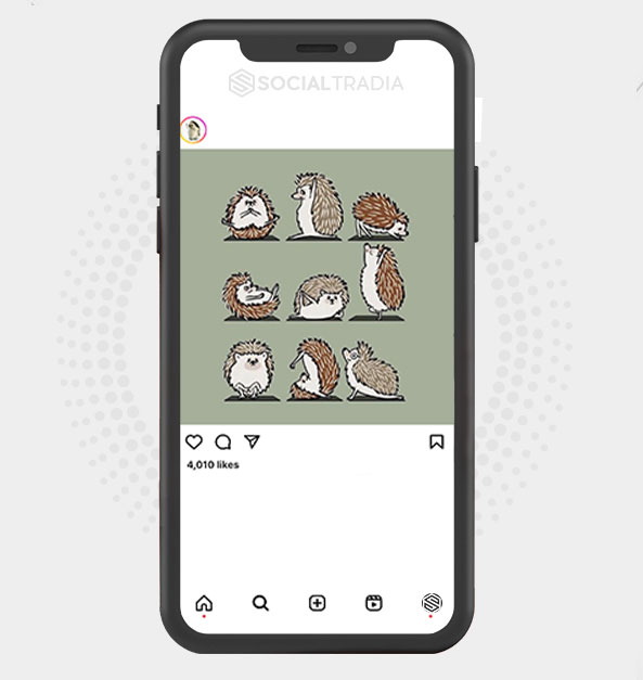 Instagram account Hedgehog Mag (48.6 k Followers)