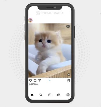 buy Instagram account Cat Freak (14.5 k Followers)