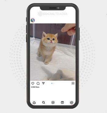 buy Instagram account Kitty PostsOnly (31.8 k Followers)