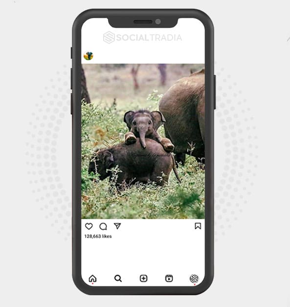 buy Instagram account ElephantsClub (58.9 k Followers) buy Instagram account ElephantsClub (58.9 k Followers)
