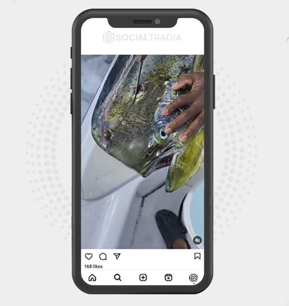 buy Instagram account FishPlus (2.4 k Followers) buy Instagram account FishPlus (2.4 k Followers)