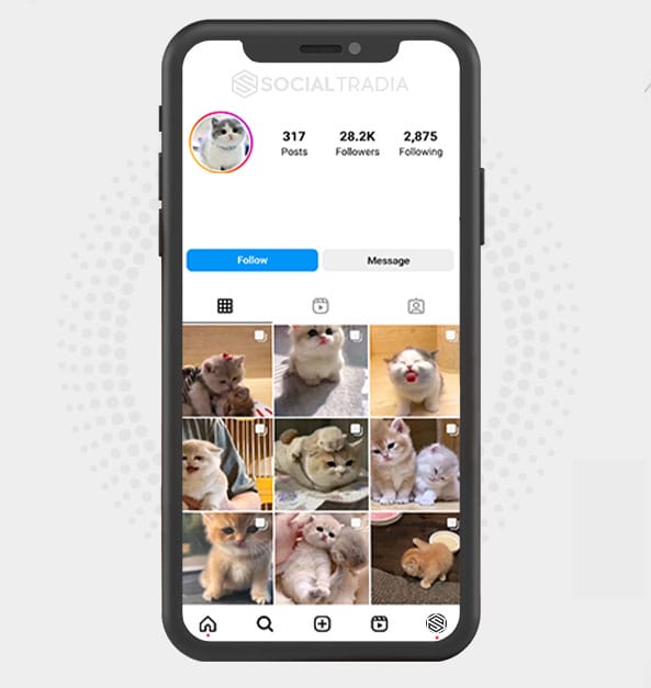 buy Instagram account Kittens Only (28.2 k Followers)