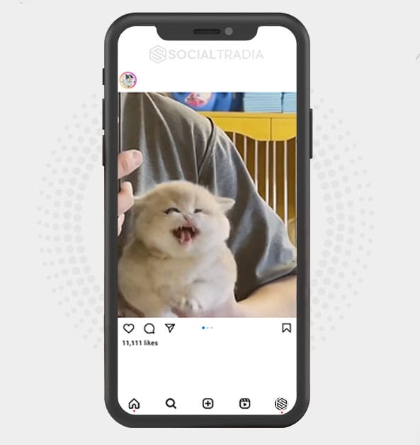 buy Instagram account Kittens Only (28.2 k Followers)
