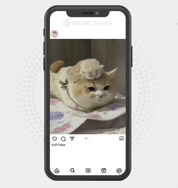buy Instagram account Kittens Only (28.2 k Followers)