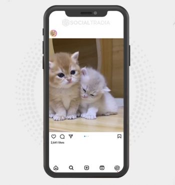 buy Instagram account Cutie Daily (15.7 k Followers)