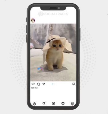 buy Instagram account Cat Crazy (20.9 k Followers)