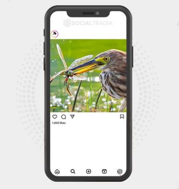 buy Instagram account Nature Studio (2.1 k Followers)