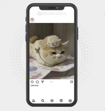 buy Instagram account Catty Page (31.6 k Followers)