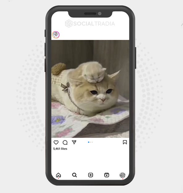 buy Instagram account Catty Page (31.6 k Followers)