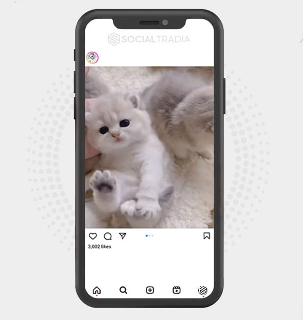 buy Instagram account Catty Page (31.6 k Followers)