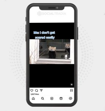 buy Instagram account RedPanda Content (19.3 k Followers)