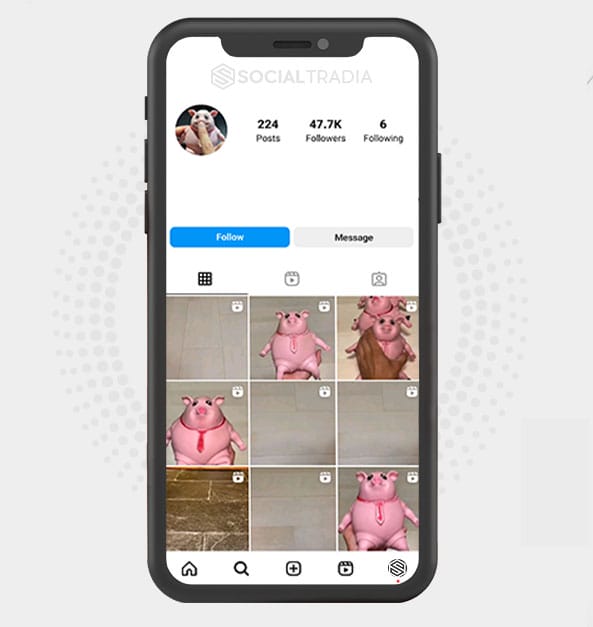 buy Instagram account Pigs Pub (47.7 k Followers)