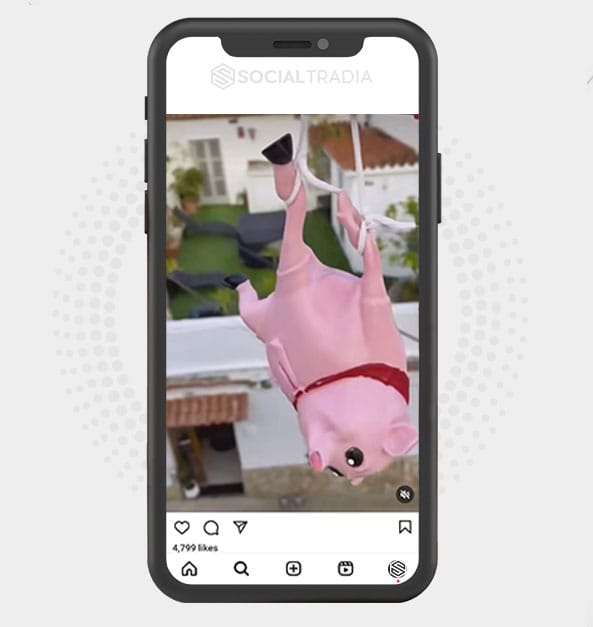 buy Instagram account Pigs Pub (47.7 k Followers)