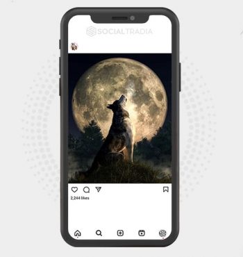buy Instagram account WolfCommunity (8.5 k Followers)