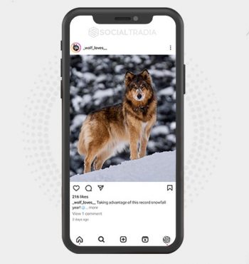 buy Instagram account _wolf_loves__ (10.5 k Followers)