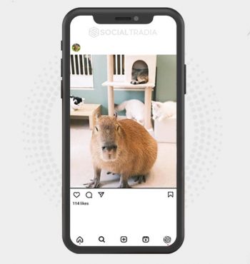 buy Instagram account Capybara Wild (3.7 k Followers)