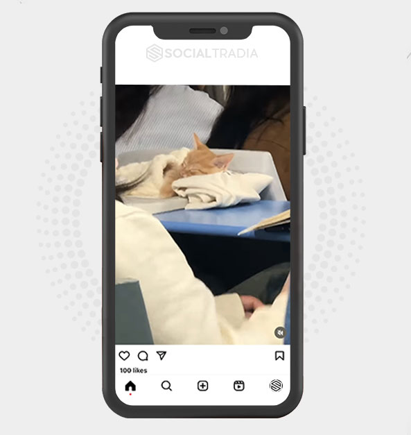 Instagram account Cat News (76.7 k Followers)