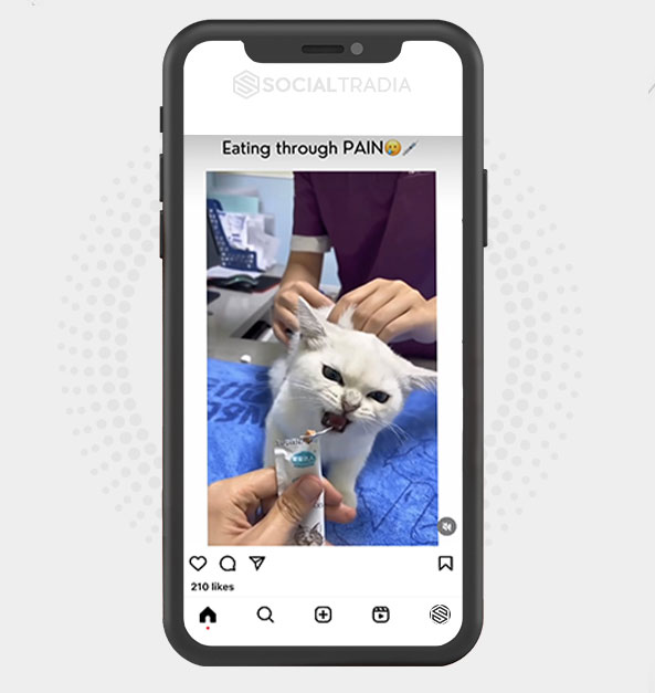 Instagram account Cat News (76.7 k Followers)