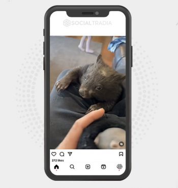 buy Instagram account Wombats Here (2 k Followers)