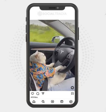 buy Instagram account Cats Lives (23 k Followers)