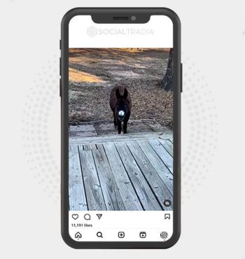 buy Instagram account Donkey Here (1.9 k Followers)