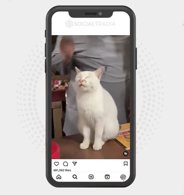 buy Instagram account Kitten Fun (182 k Followers) buy Instagram account Kitten Fun (182 k Followers)