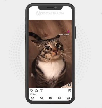 buy Instagram account Cats Cage (39.9 k Followers)