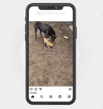 buy Instagram account Chihuahua Pets (107  k Followers)