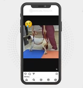 buy Instagram account Dogs Plus (30.9 k Followers)