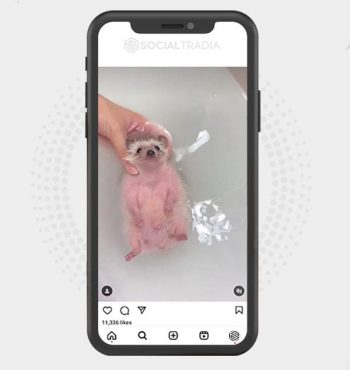 buy Instagram account Hedgehog Cool (21.4 k Followers)
