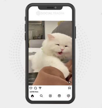 buy Instagram account KittyBank (6.5 k Followers)