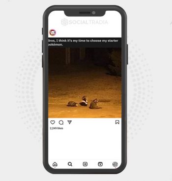 buy Instagram account OpossumAnimal (66.8 k Followers)