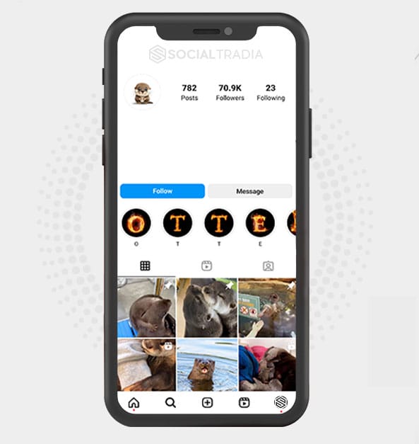 Instagram account Otter Page (90.6 k Followers)