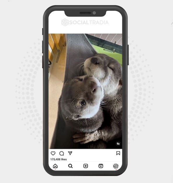 Instagram account Otter Page (90.6 k Followers)