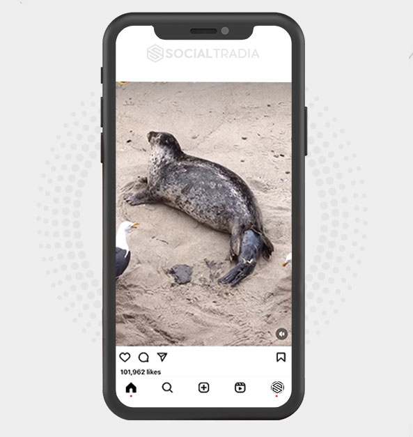 buy Instagram account Marine Lives (758 k Followers) buy Instagram account Marine Lives (758 k Followers)