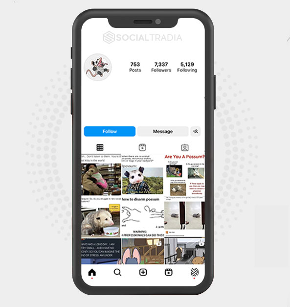 buy Instagram account Opossum Pets (7.3 k Followers)